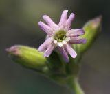 Silene aprica. Цветок. Приморский край, Хасанский р-н, западный берег бухты Рейд Паллада вблизи косы Назимова, песчано-галечниковая морская терраса, остепнённый луг. 18.05.2026.