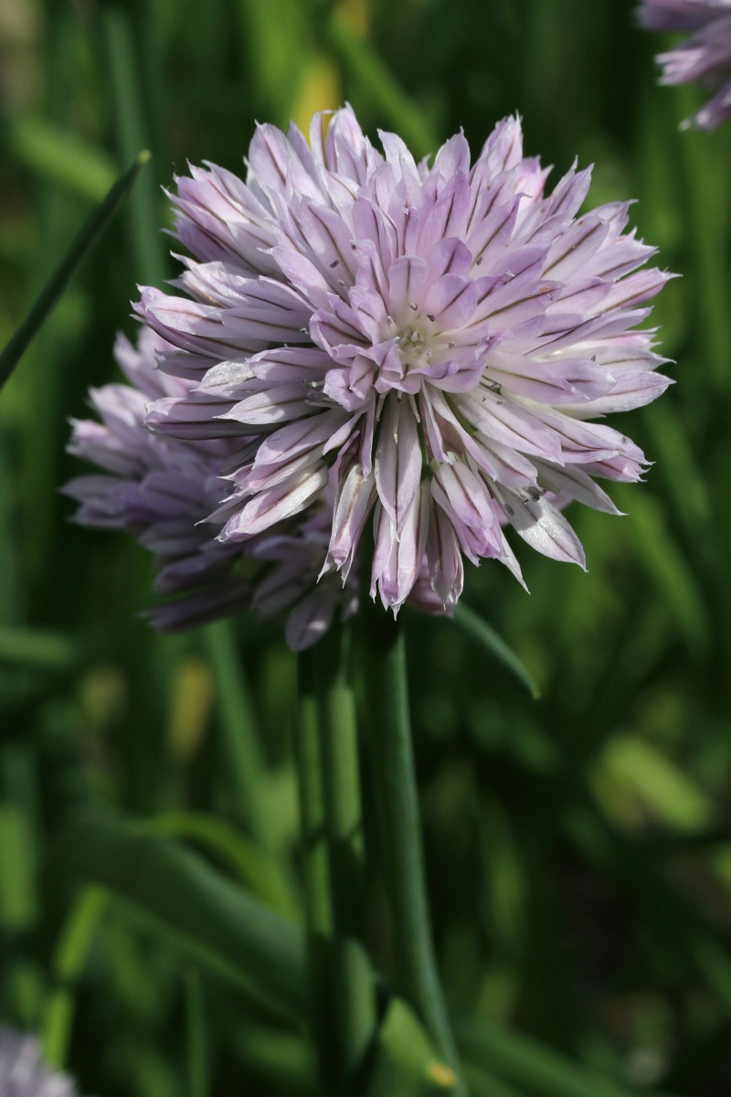 Image of Allium schoenoprasum specimen.