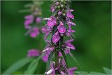 Stachys palustris