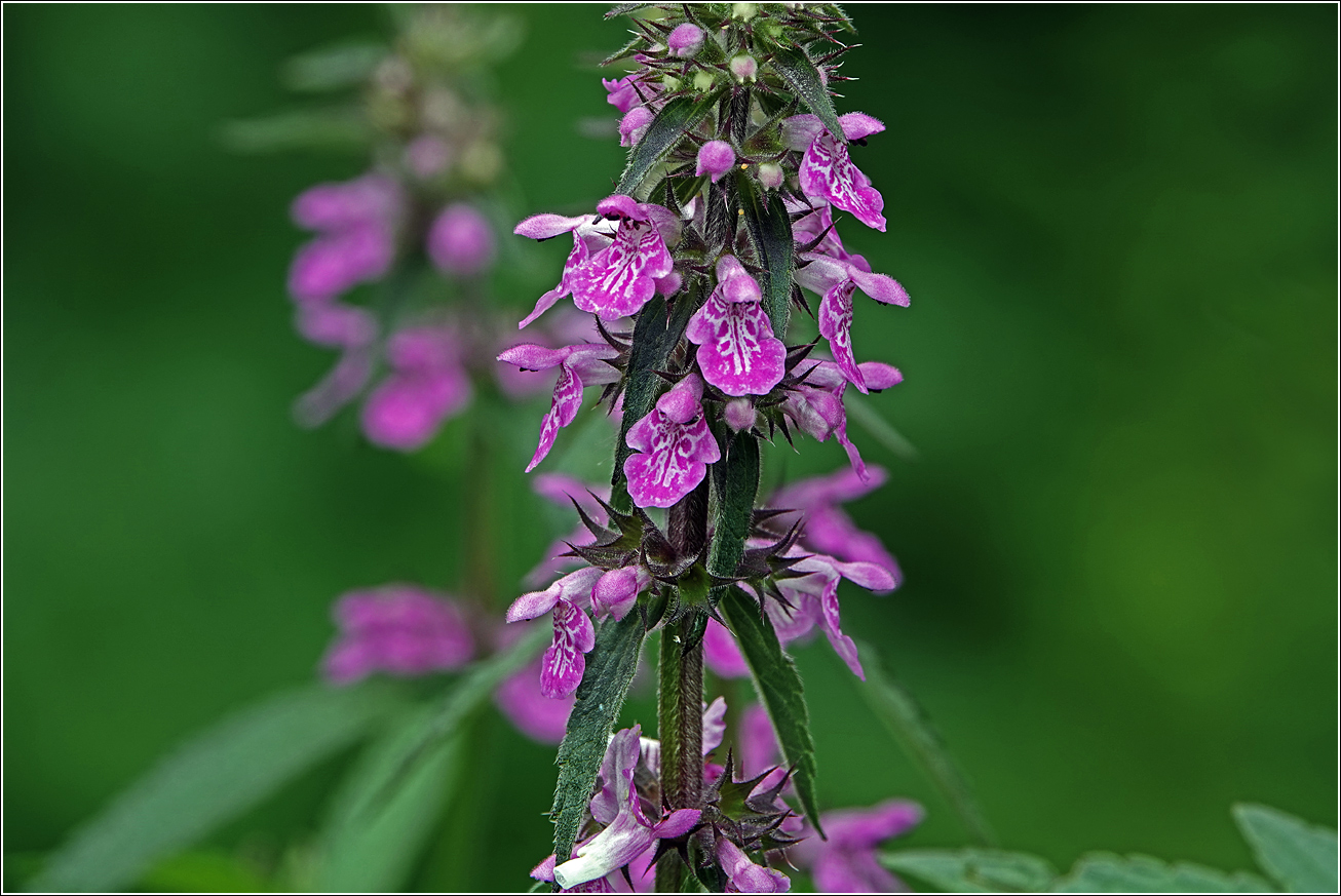 Image of Stachys palustris specimen.