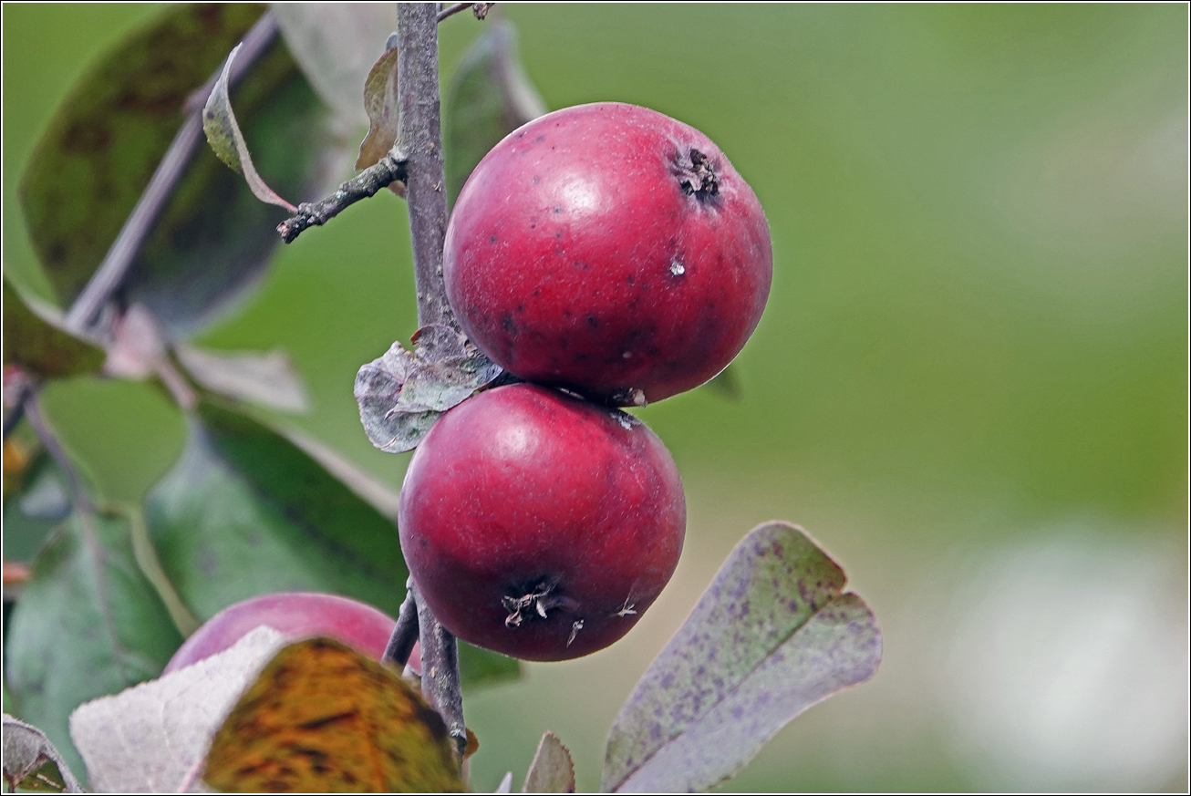 Изображение особи Malus niedzwetzkyana.