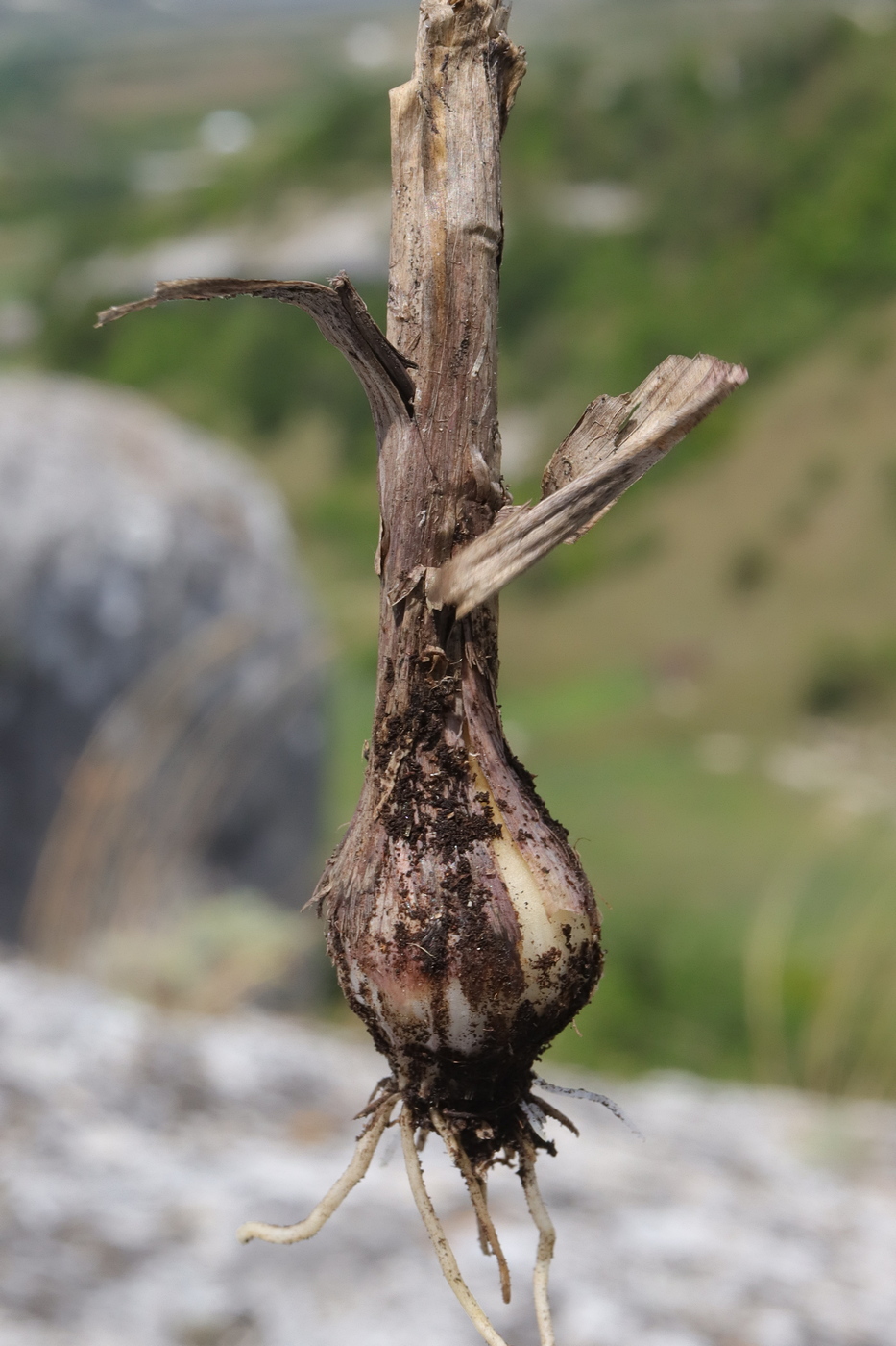 Image of Allium paniculatum specimen.