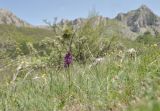 Anacamptis подвид caucasica