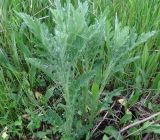 Senecio grandidentatus