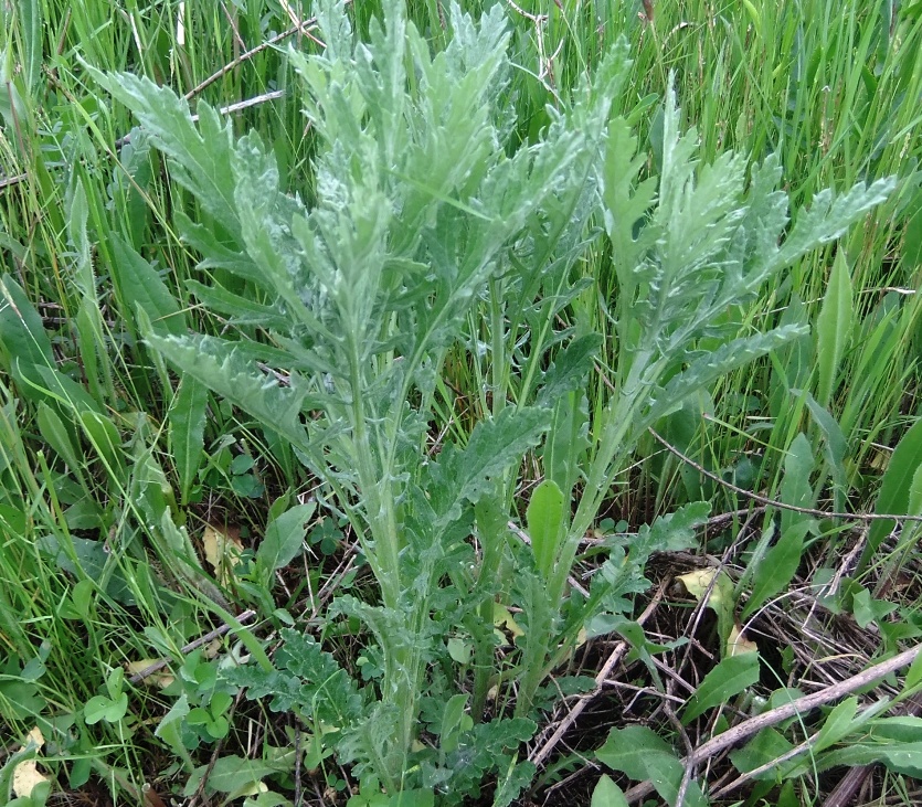 Изображение особи Senecio grandidentatus.