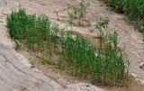 Phragmites australis. Вегетирующие растения. Китай, пров. Ганьсу, гора Цзиши, ущ. Дасы, подножие глинистого склона, берег пересыхающего ручья. 07.06.2025.