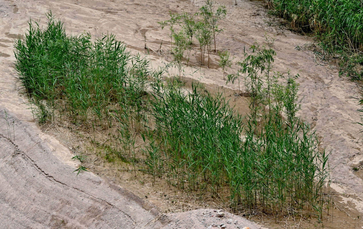 Изображение особи Phragmites australis.