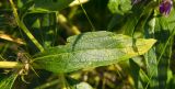 Phlomis pungens