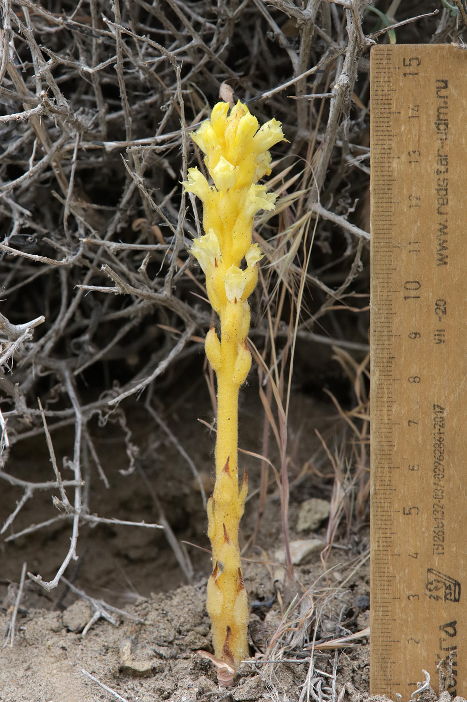 Image of Orobanche grenieri specimen.