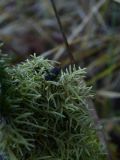 unknown species. Вегетирующее растение. Калужская обл., Боровский р-н, лес, Чёлоховское болото, на пеньке. 25 октября 21026 г.