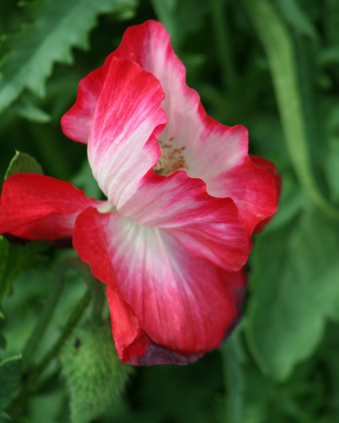 Image of Papaver rhoeas specimen.