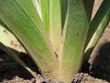 Eremurus spectabilis