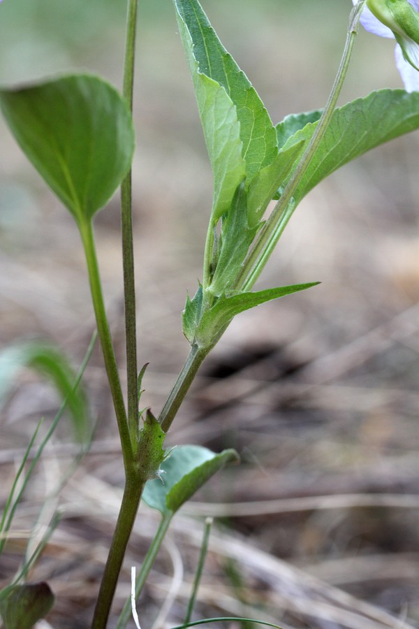 Image of Viola canina specimen.