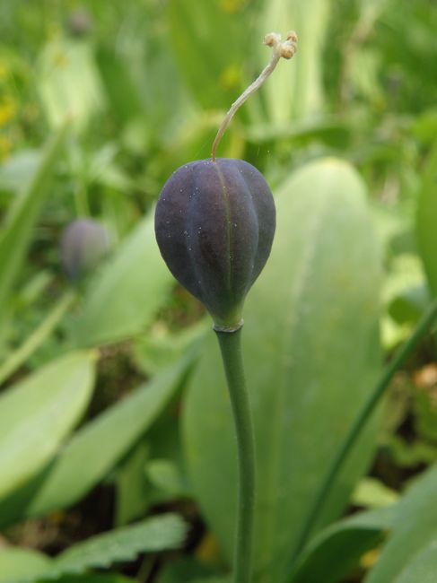 Image of Erythronium sibiricum specimen.
