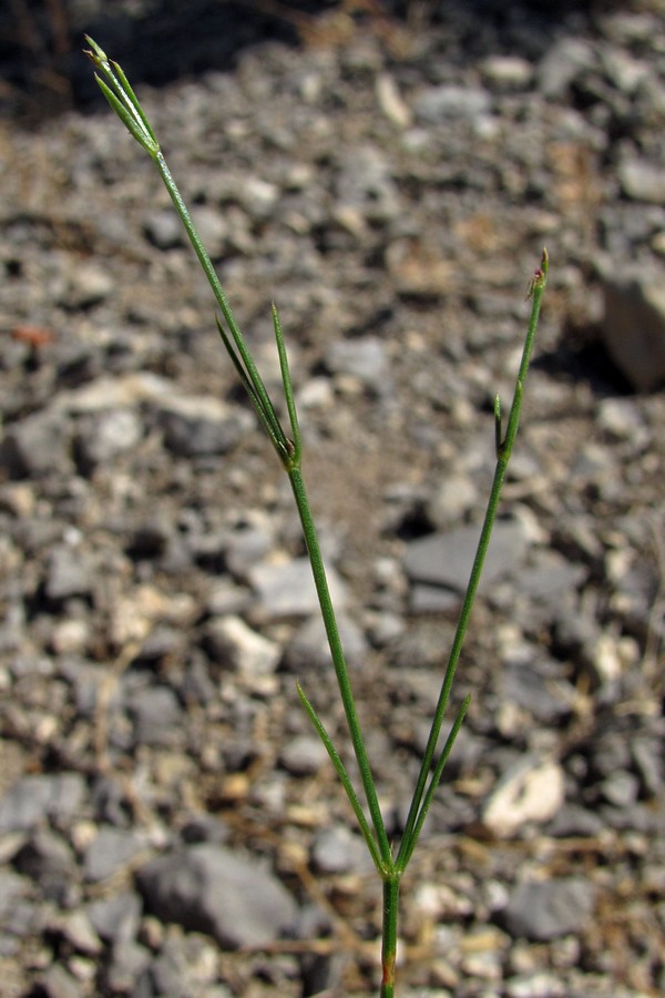 Image of Asperula tenella specimen.