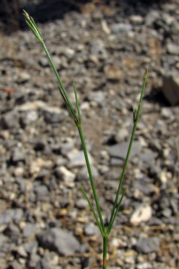 Изображение особи Asperula tenella.