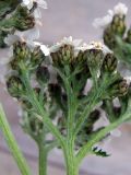 Achillea apiculata