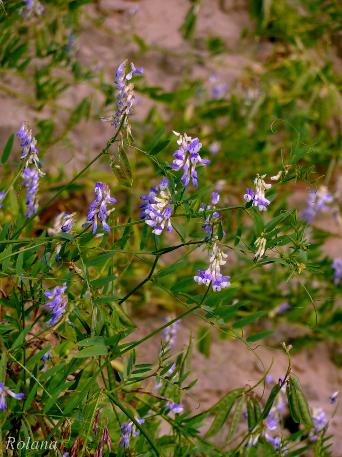 Image of Vicia cracca specimen.