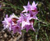 Limonium kaschgaricum