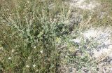 Onobrychis pallasii