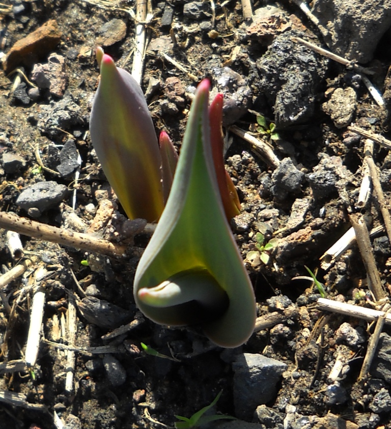 Изображение особи Allium moly.