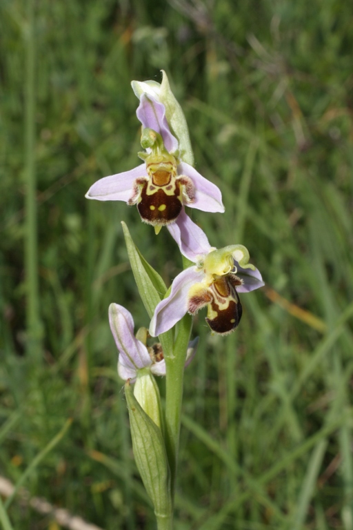 Изображение особи Ophrys apifera.