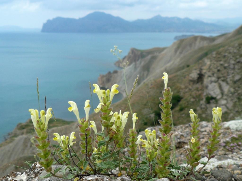 Image of Scutellaria orientalis specimen.