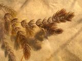 Ceratophyllum demersum