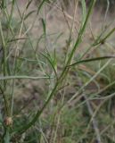 Centaurea majorovii