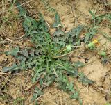 Taraxacum karatavicum