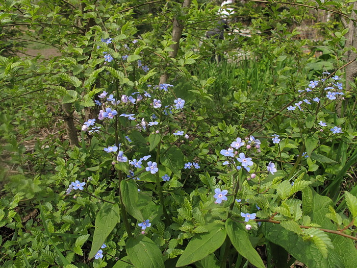 Изображение особи Brunnera macrophylla.