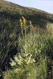 Ligularia heterophylla. Цветущее растение. Южный Казахстан, истоки Арыси. 21.06.2011.