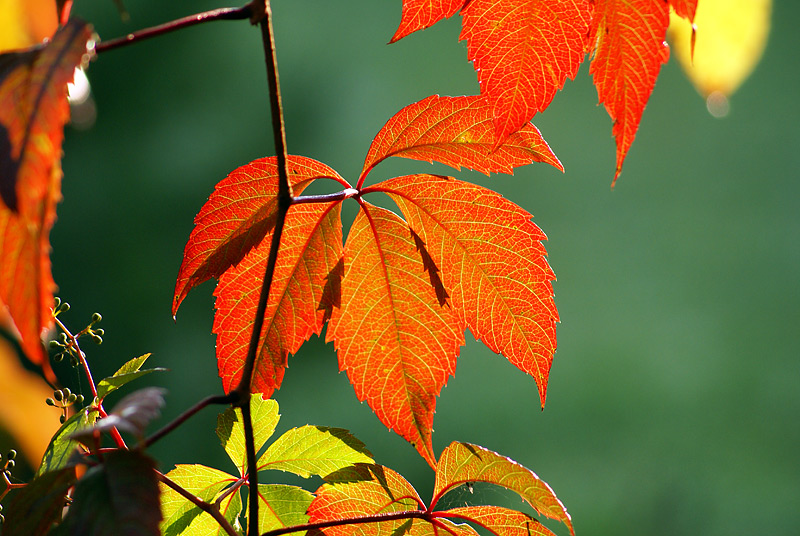 Изображение особи Parthenocissus quinquefolia.