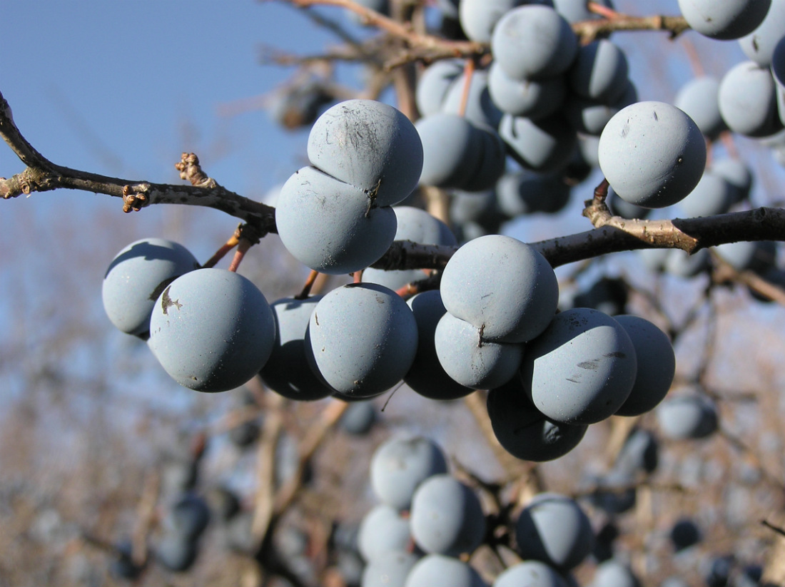 Image of Prunus stepposa specimen.
