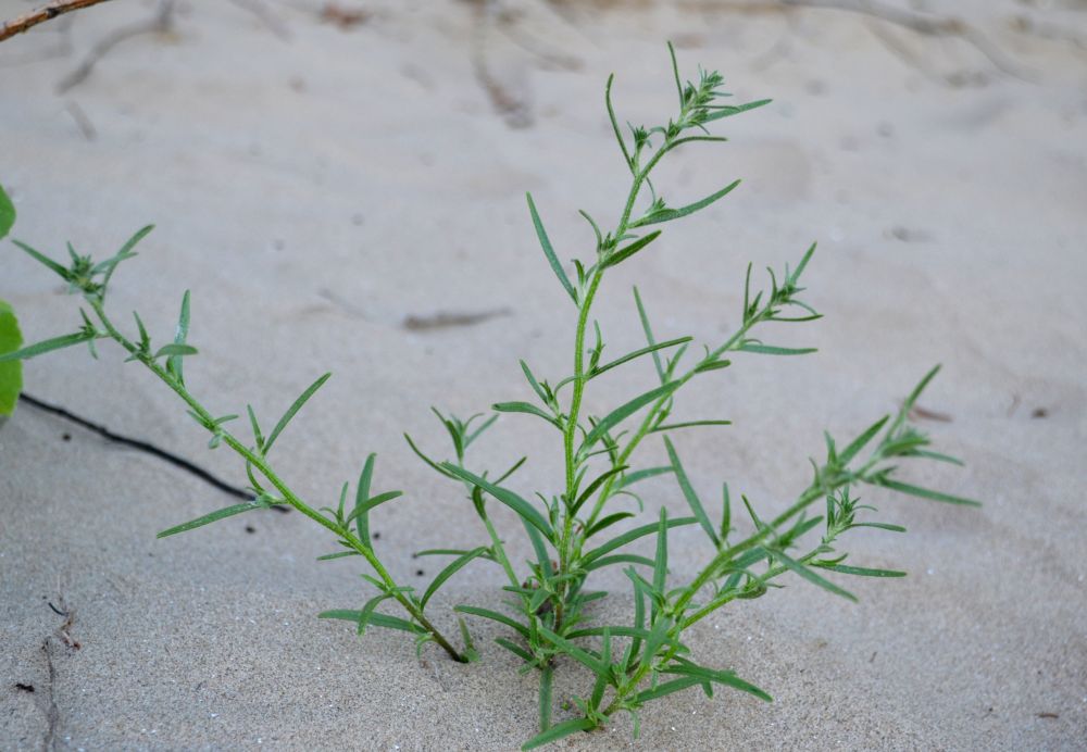 Изображение особи Corispermum hyssopifolium.