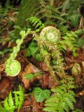 Polystichum aculeatum