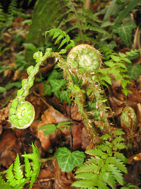 Image of Polystichum aculeatum specimen.