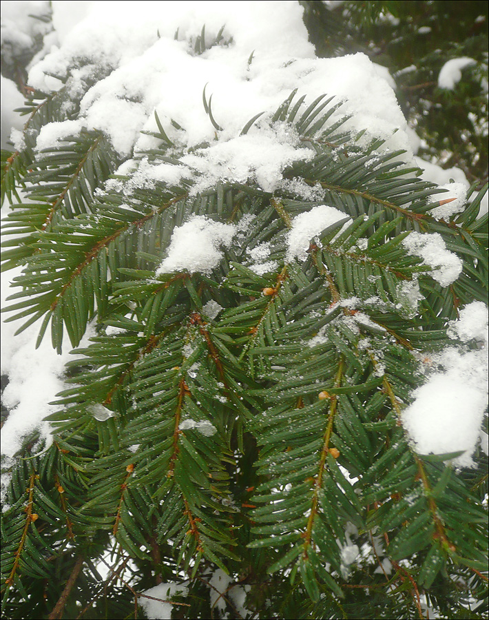 Image of Taxus baccata specimen.