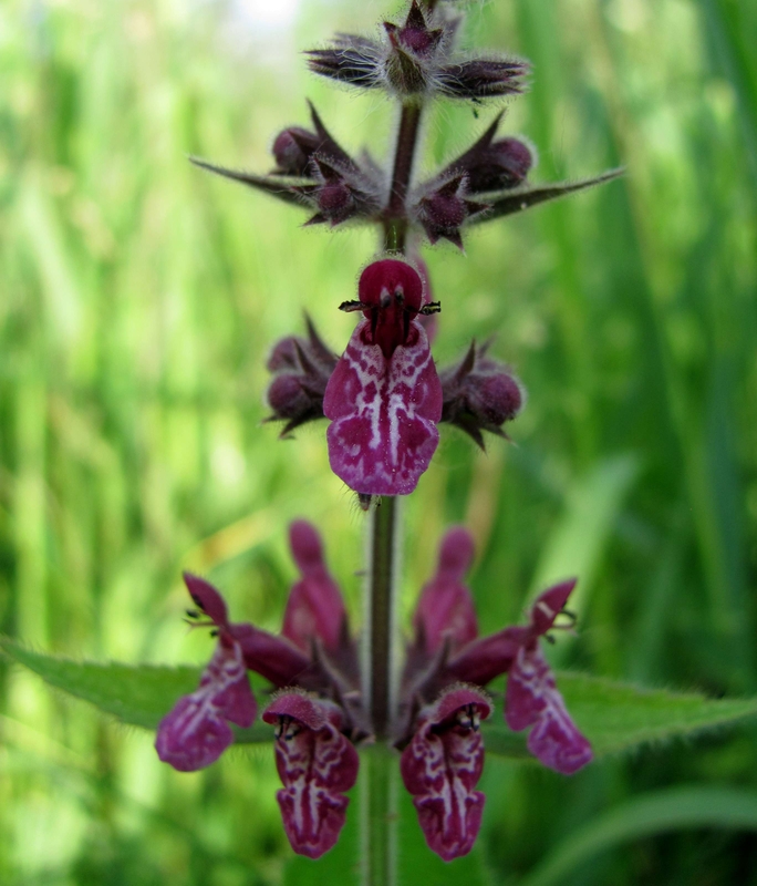 Изображение особи Stachys sylvatica.