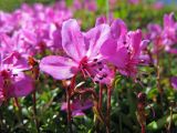 Rhododendron redowskianum