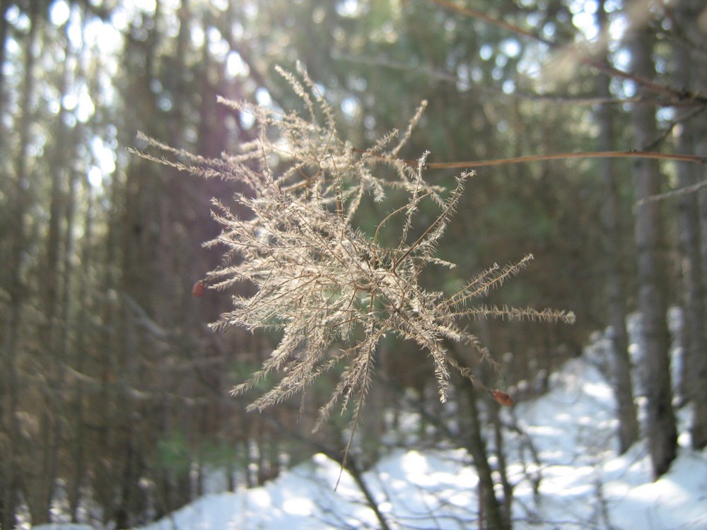 Image of Cotinus coggygria specimen.