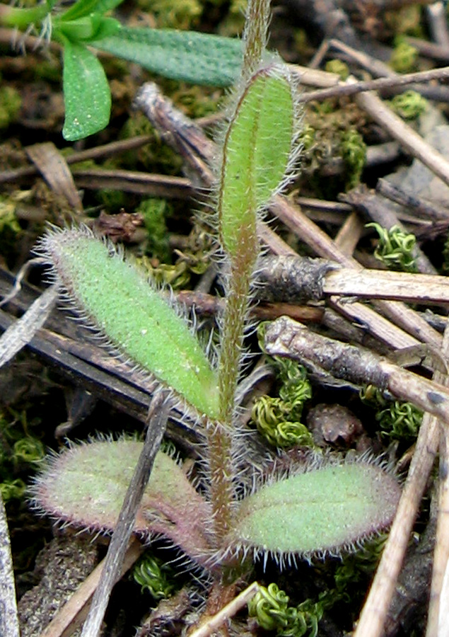 Image of Myosotis ramosissima specimen.