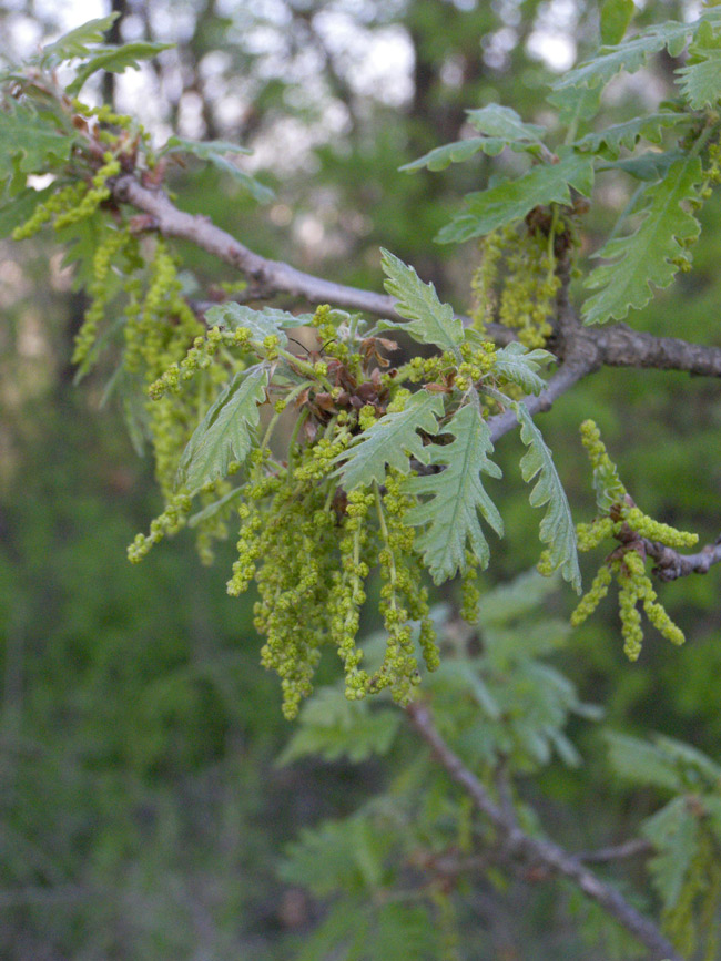 Image of Quercus petraea specimen.