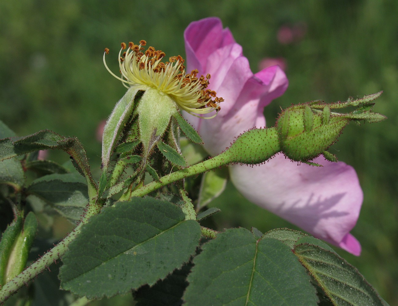 Изображение особи Rosa gallica.