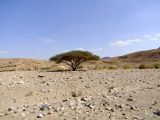 Vachellia tortilis ssp. raddiana