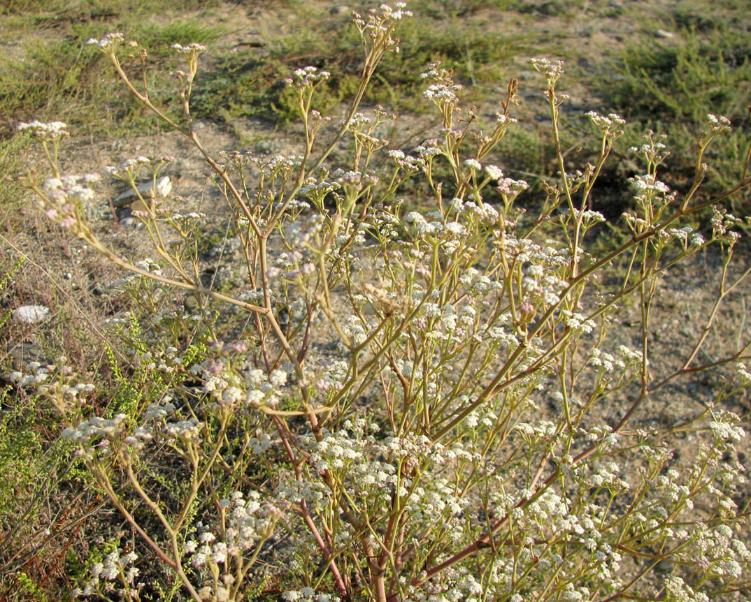 Image of Seseli arenarium specimen.