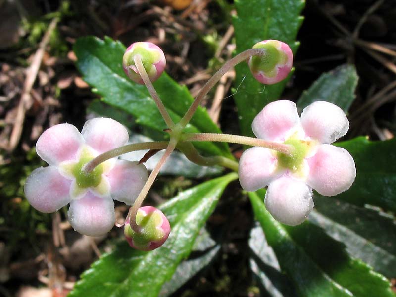 Изображение особи Chimaphila umbellata.