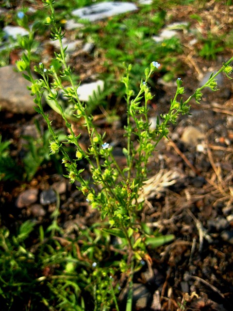 Image of Lappula squarrosa specimen.