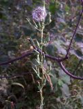 Lactuca serriola