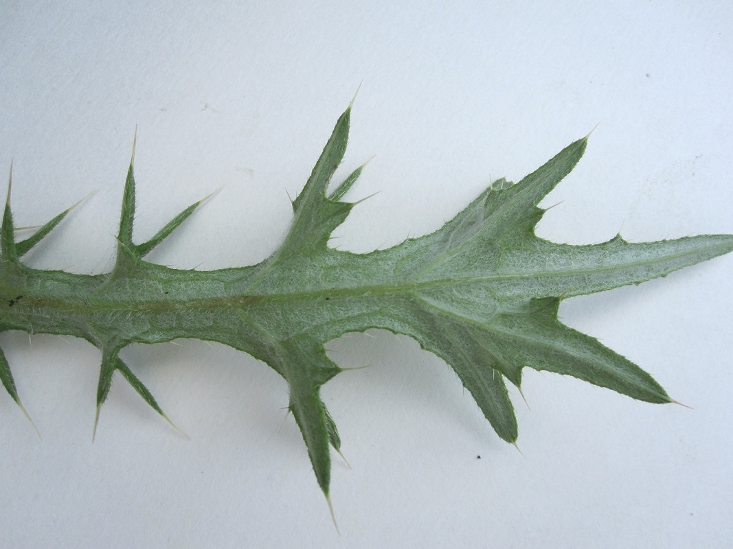 Image of Cirsium vulgare specimen.